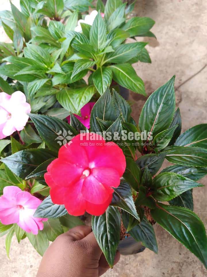 ඉම්පේෂන් මල් ( Impression)