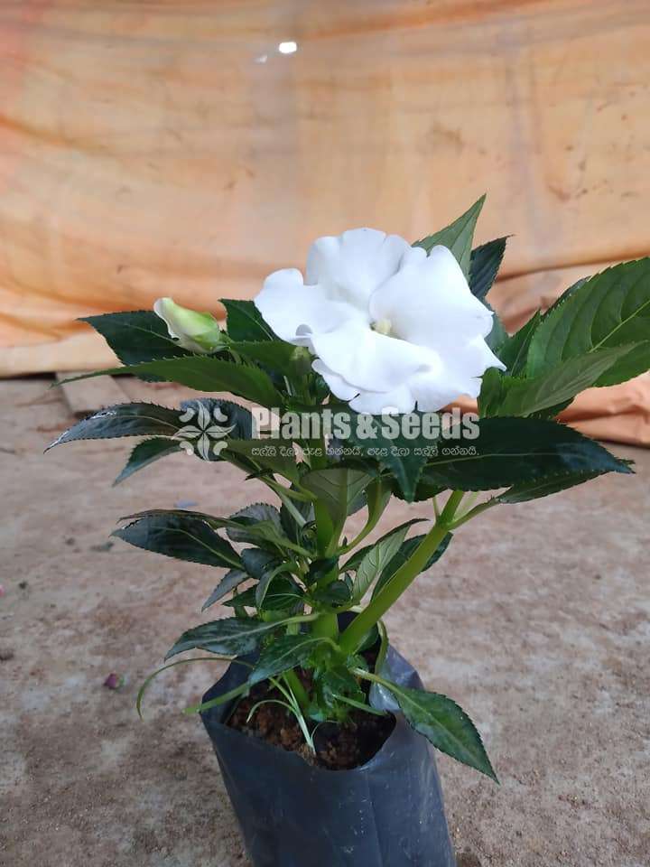 ඉම්පේෂන් මල් ( Impression)