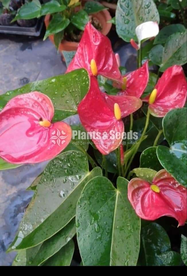 Sierra Red (සියෙරා රෙඩ් )