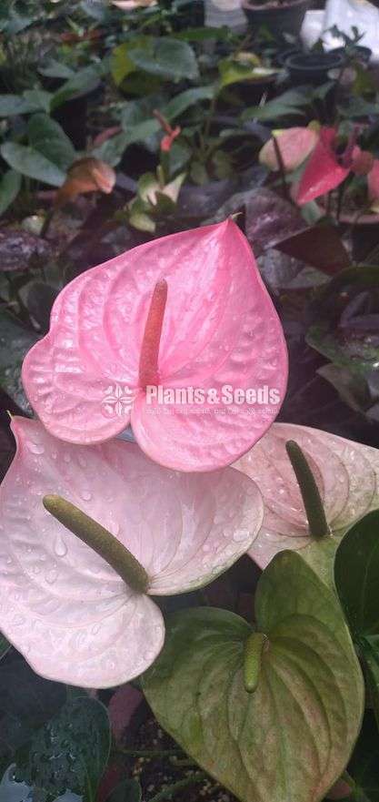 Panados (පැනඩෝලා) Anthurium