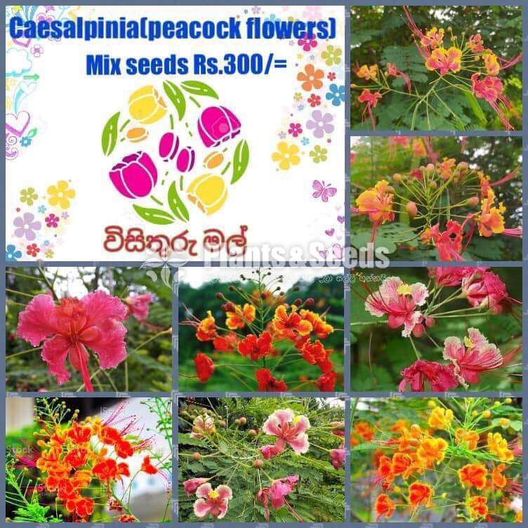 Flower Seeds (මල් ඇට )