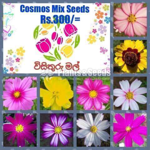 Flower Seeds (මල් ඇට )