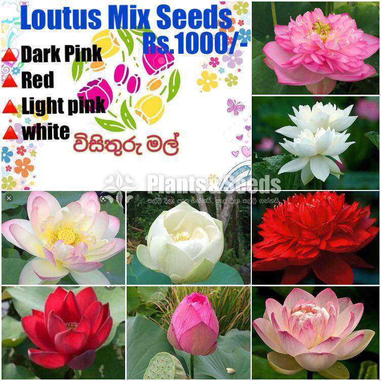 Flower Seeds (මල් ඇට )
