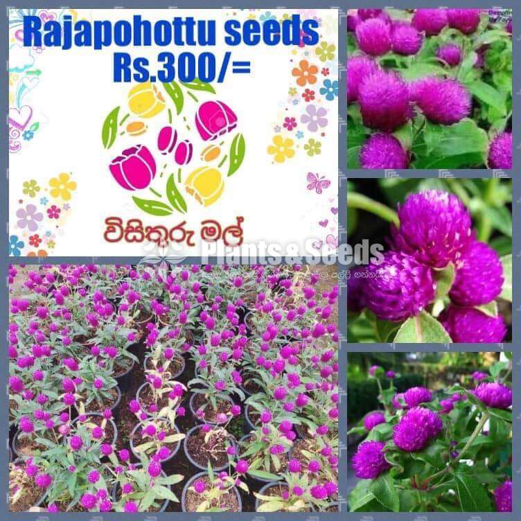 Flower Seeds (මල් ඇට )