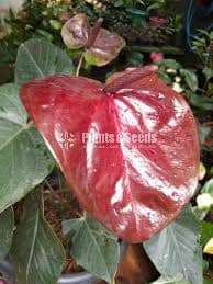 Anthurium -Tiusse culture bottle