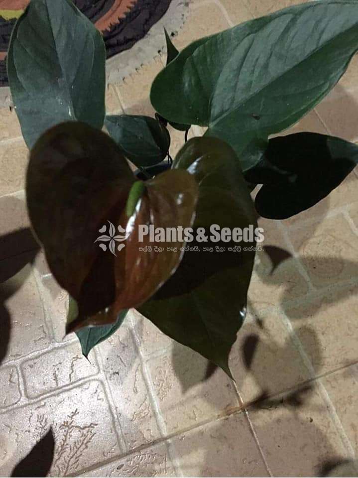 Anthurium -Tiusse culture bottle