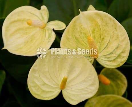 Anthurium -Tiusse culture bottle