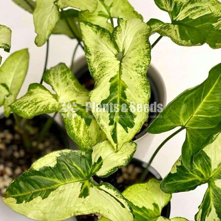 Syngonium varieties for sale