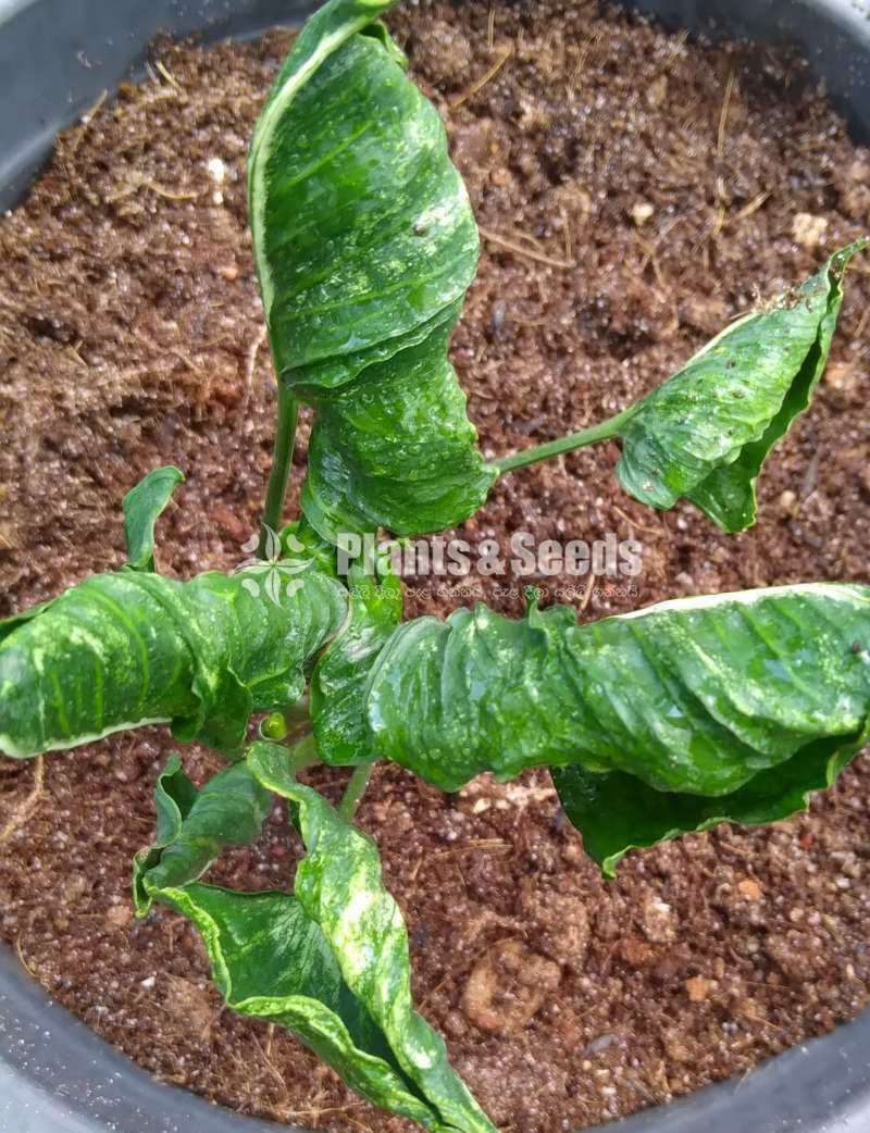 Syngonium varieties for sale
