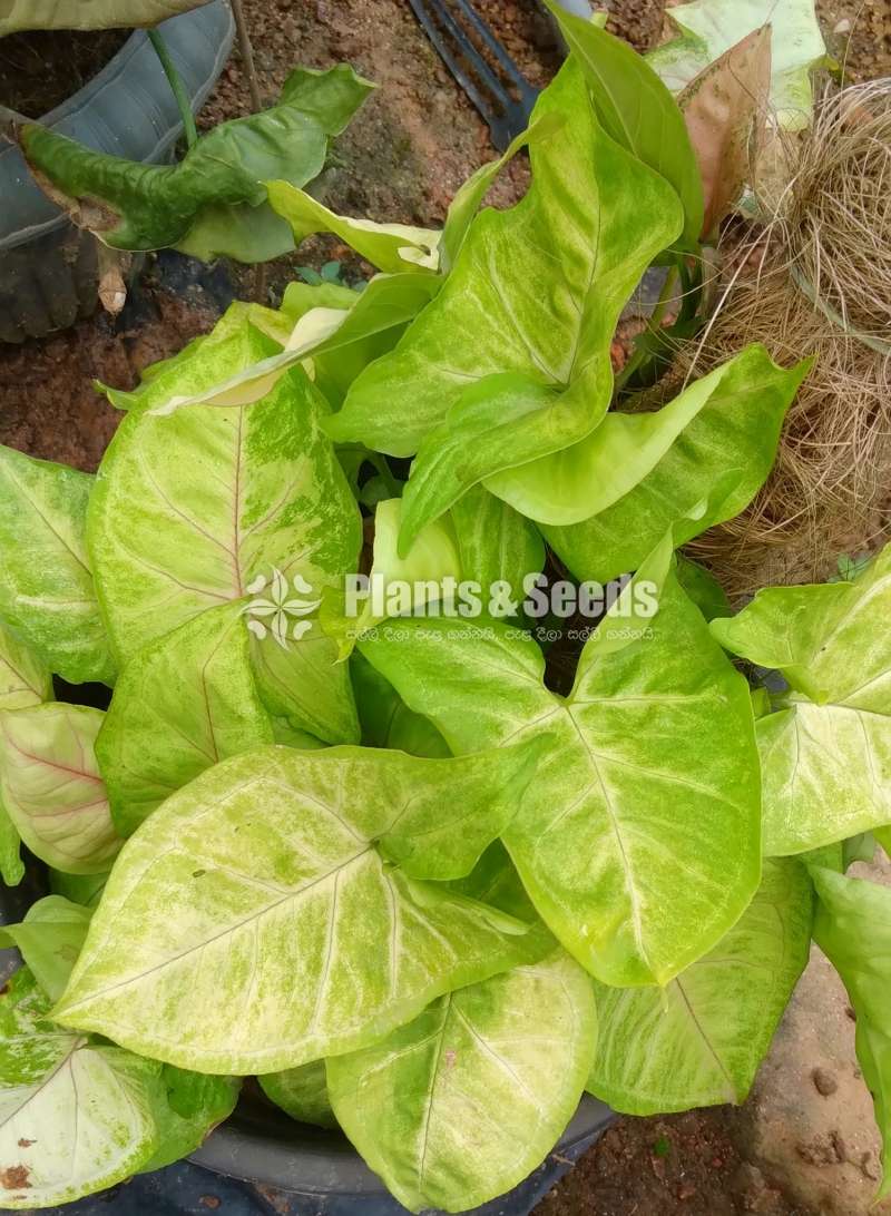 Syngonium varieties for sale