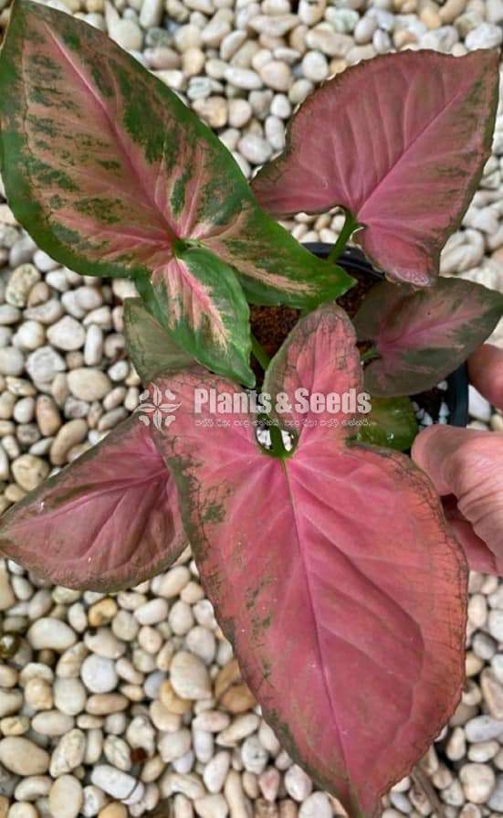 Syngonium varieties for sale