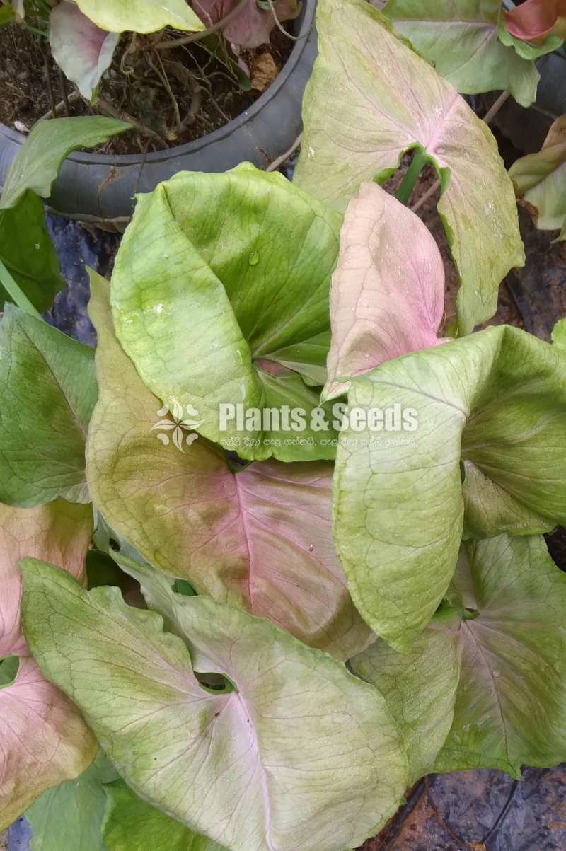 Syngonium blood alluasion 
