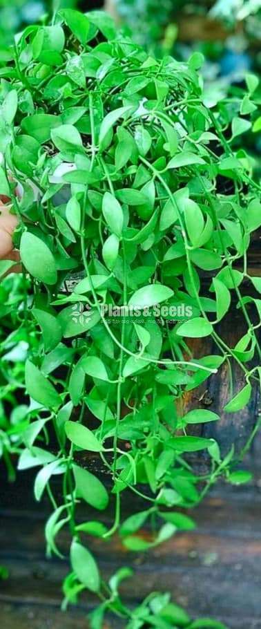 Money plant (Dischidia oiantha )