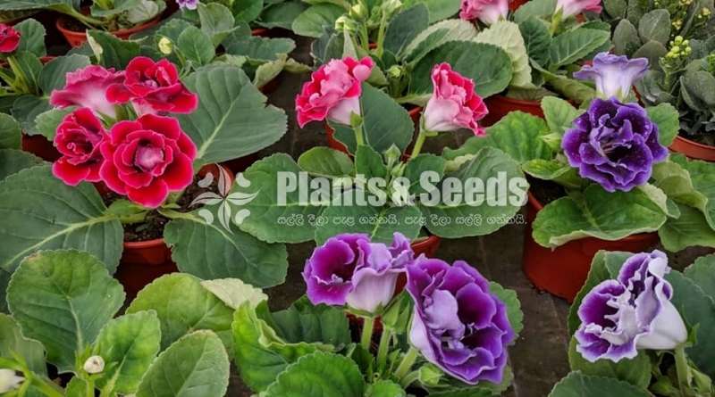 Gloxinia flower plant