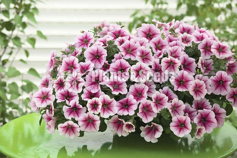  Petunia  flower plant 