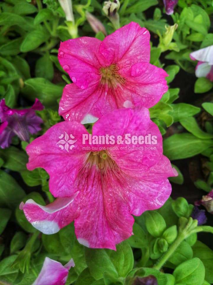  Petunia  flower plant 