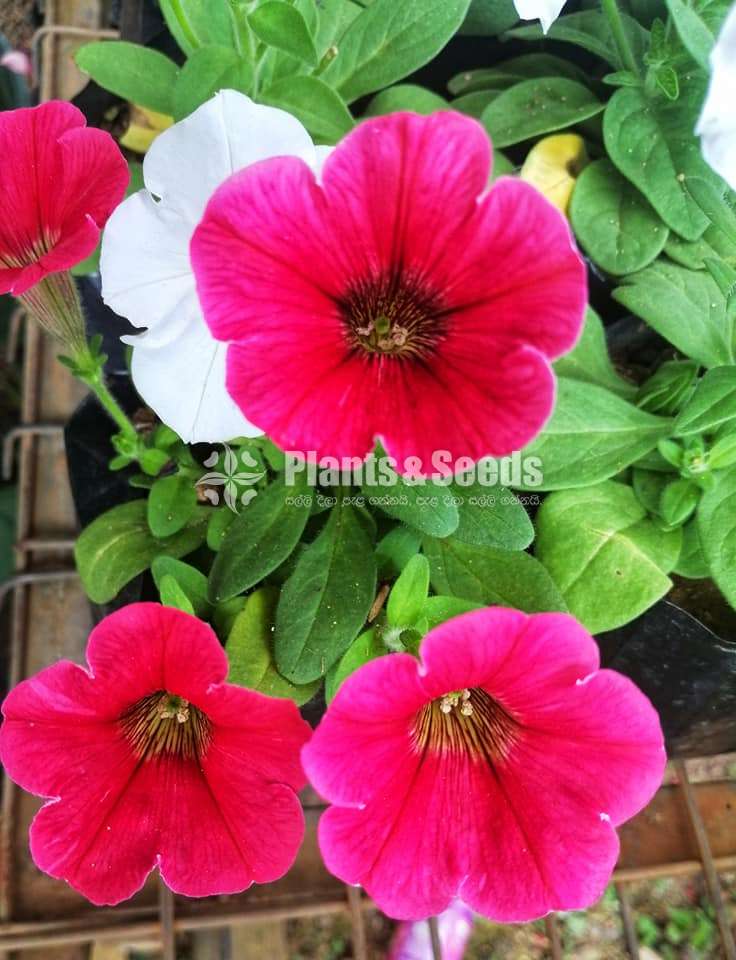  Petunia  flower plant 