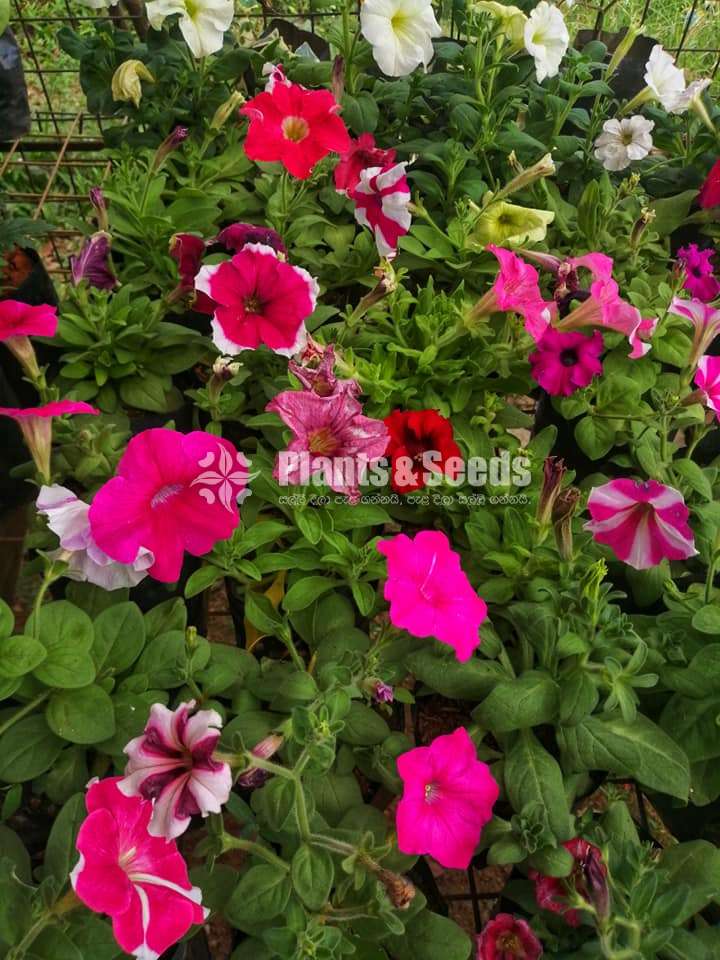  Petunia  flower plant 