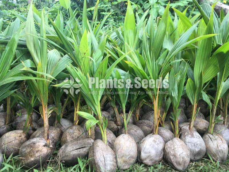 Coconut ' plant (දේශීය පොල් පැළ)