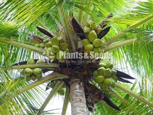Coconut ' plant (දේශීය පොල් පැළ)
