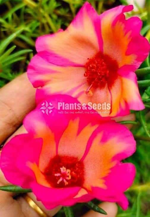Bi-Tiyara (ටියාරා )