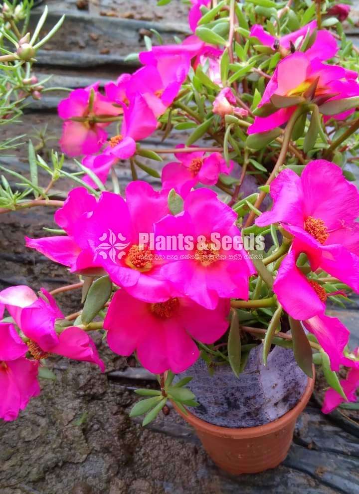 Bi-Tiyara (ටියාරා )