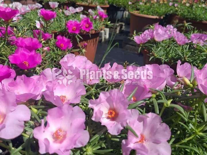 Bi-Tiyara (ටියාරා )