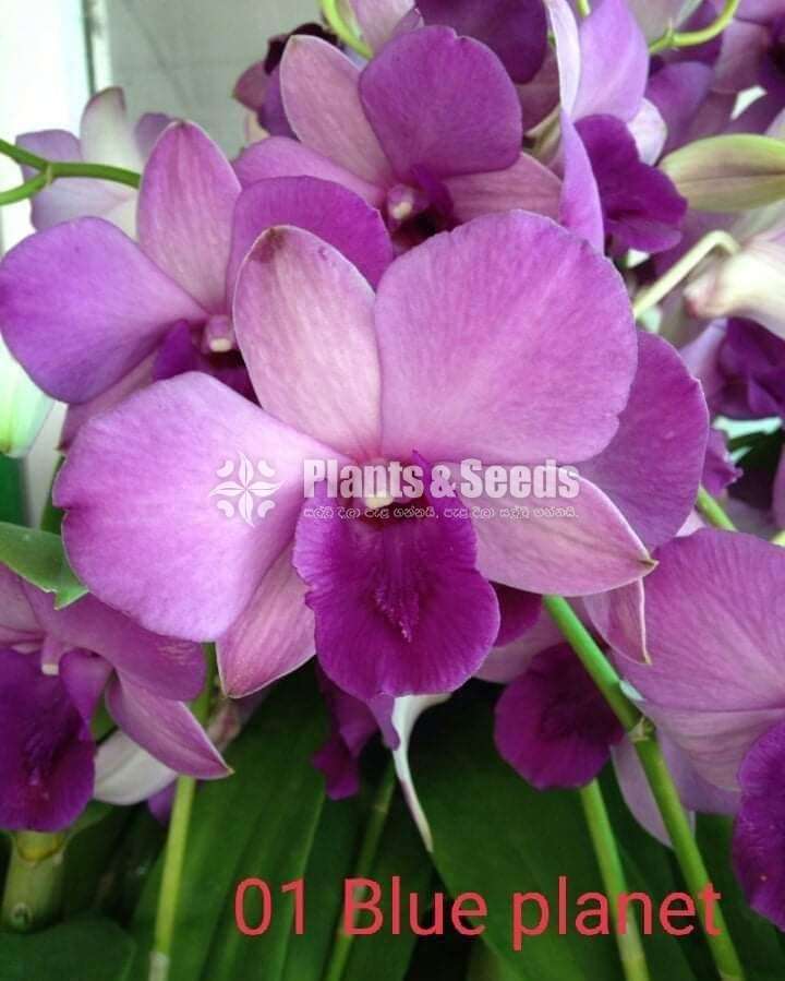 Orchid Bushes