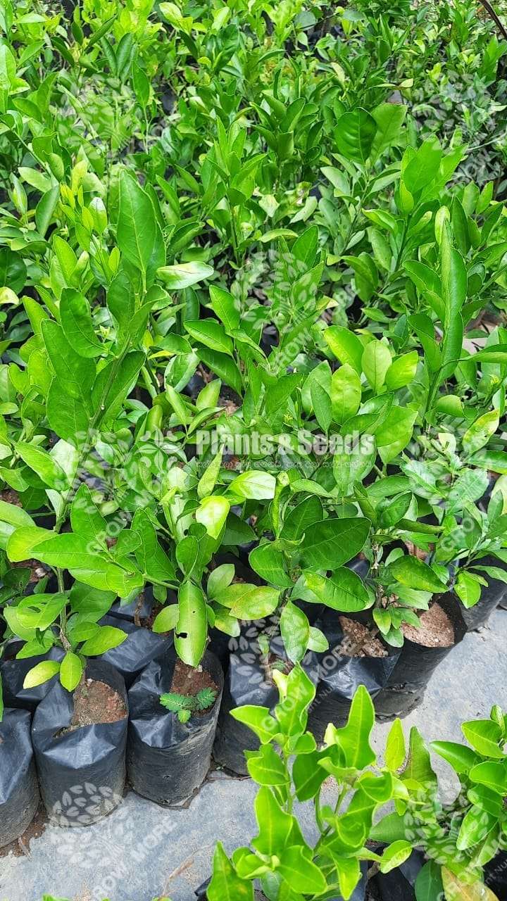කහ ජමනාරනං (Kaha Jamanaran)