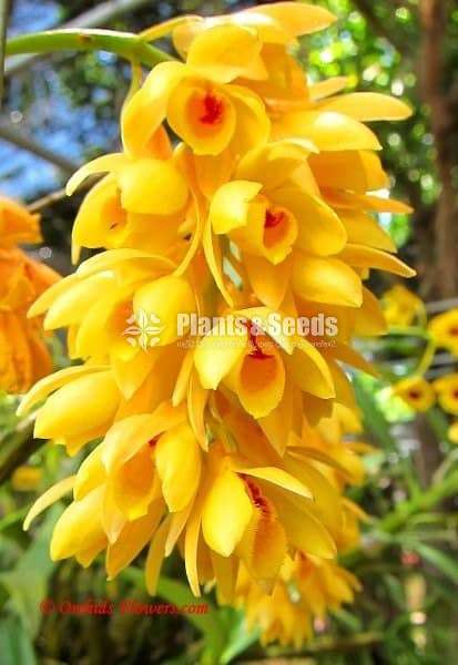 Dendrobium sulcatum Orchid