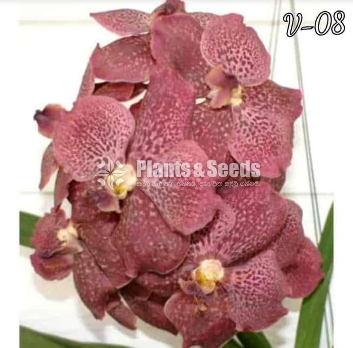 වැන්ඩ පැල 