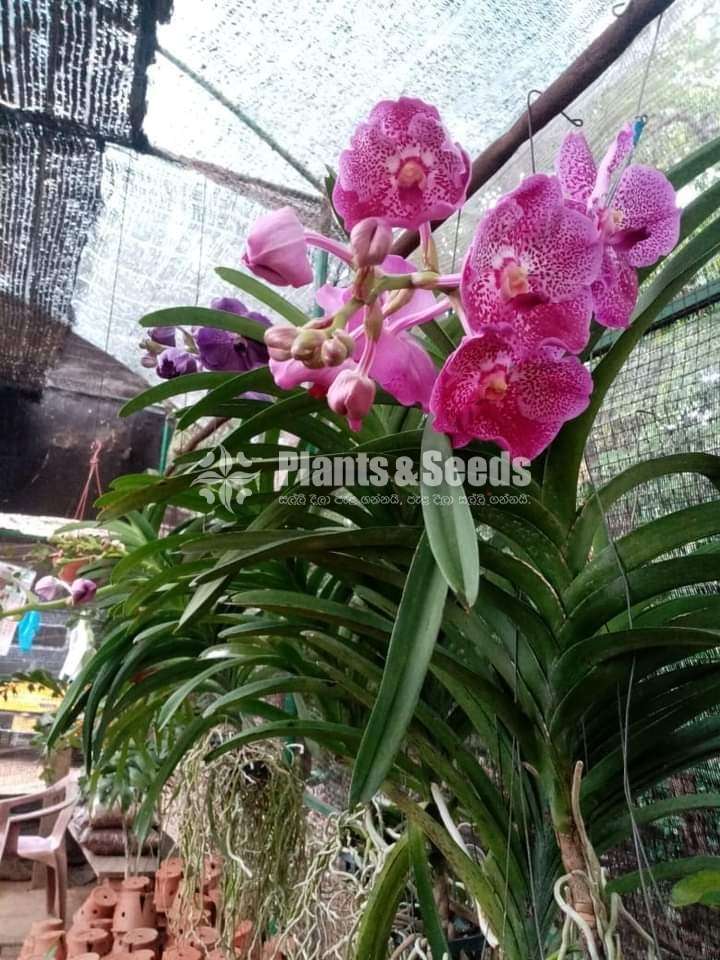 වැන්ඩ පැල 