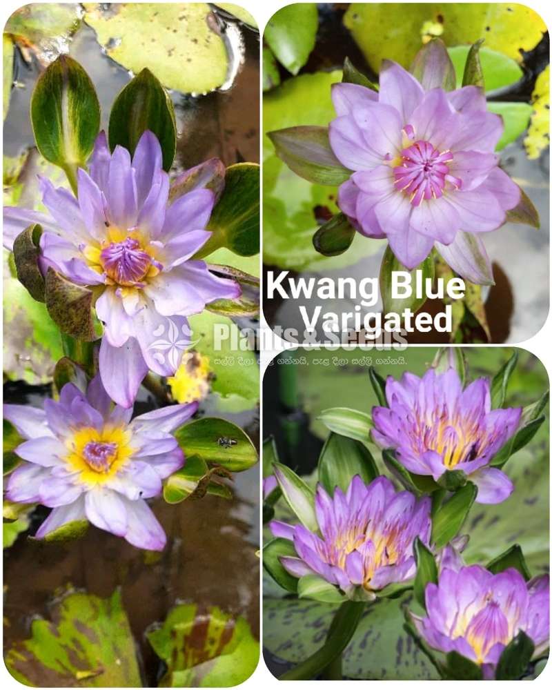Kwang blue 