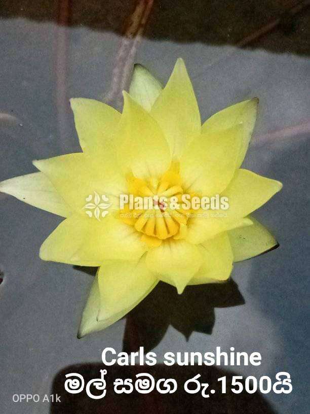Carls sunshine water plant 