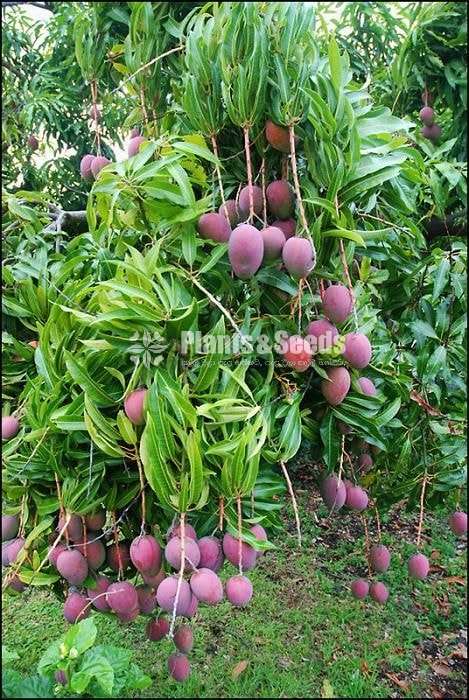 Vilad (දම් පාටට හුරු විලාඩ් අඹ )