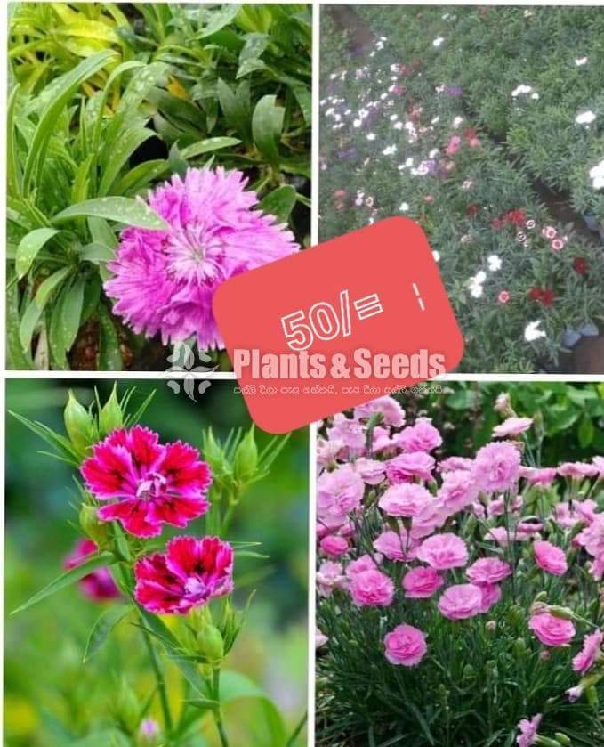 Dianthus (ඩයන්තාස් )