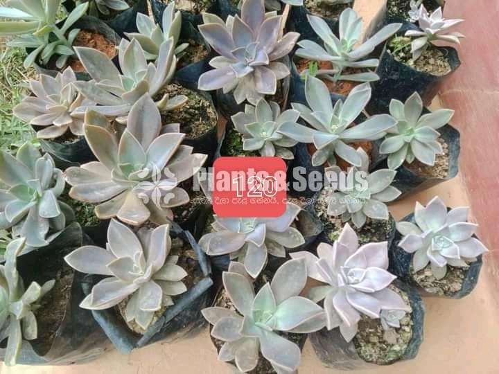 Cactus Collection