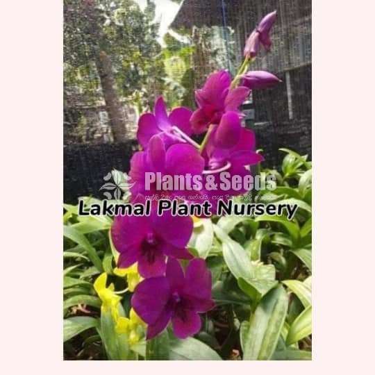 Dendrobium (ඩෙන්ඩ්‍රෝබියම් පැල)