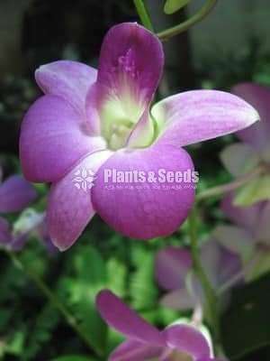 Dendrobium (ඩෙන්ඩ්‍රෝබියම් පැල)