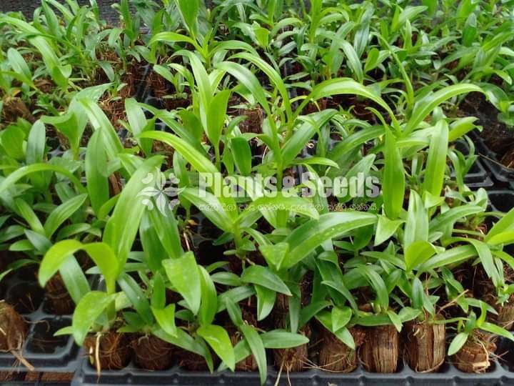 Dendrobium (ඩෙන්ඩ්‍රෝබියම් පැල)