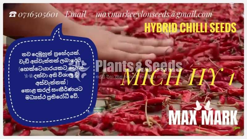 Chilli seeds Mich hy1 Miris  Gardening Agriculture මිරිස් 