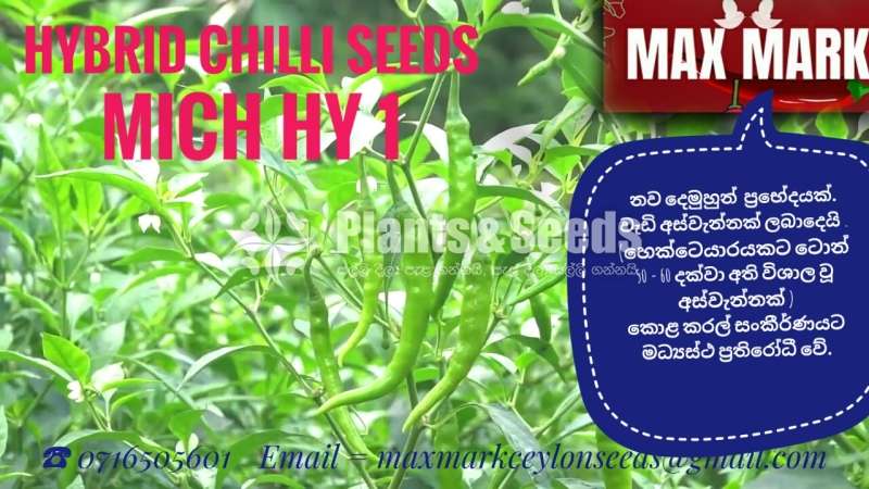 Chilli seeds Mich hy1 Miris  Gardening Agriculture මිරිස් 