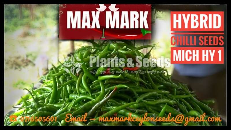 Chilli seeds Mich hy1 Miris  Gardening Agriculture මිරිස් 