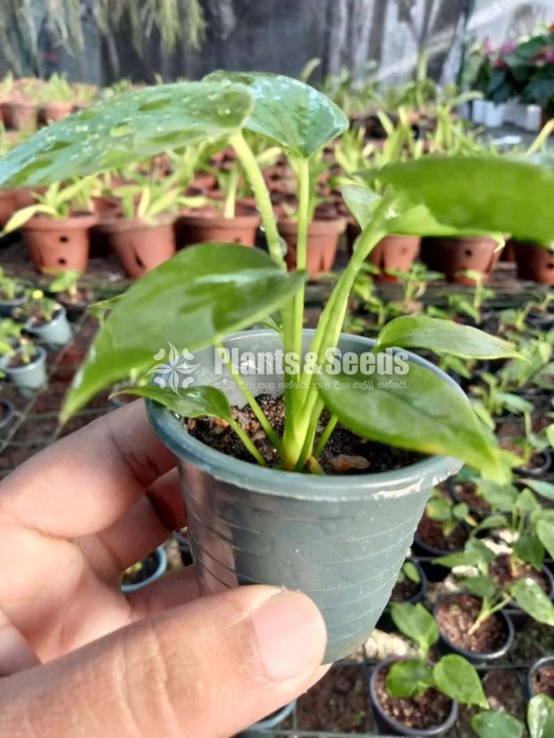 Aloha Red Anthurium