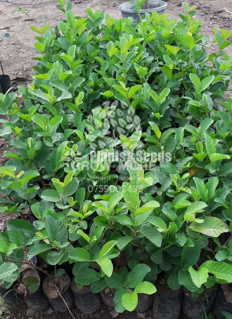 ඇපල් පේර ( ලේයර් පැල )