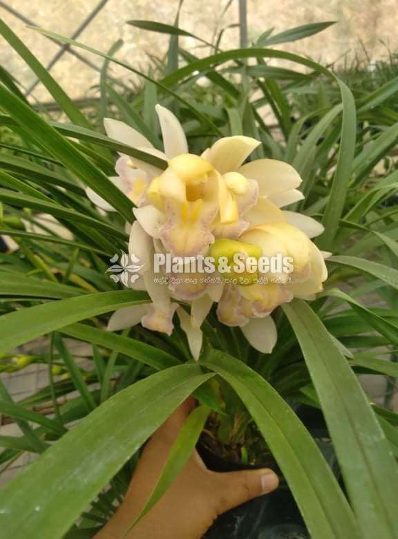 Cymbidium Orchid