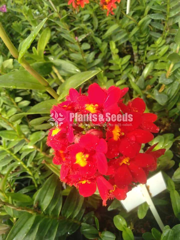 Epidendrom Orchid
