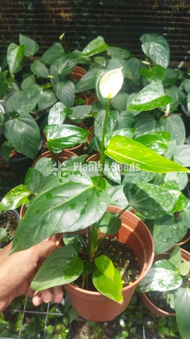  Table White -Netherland Anthurium