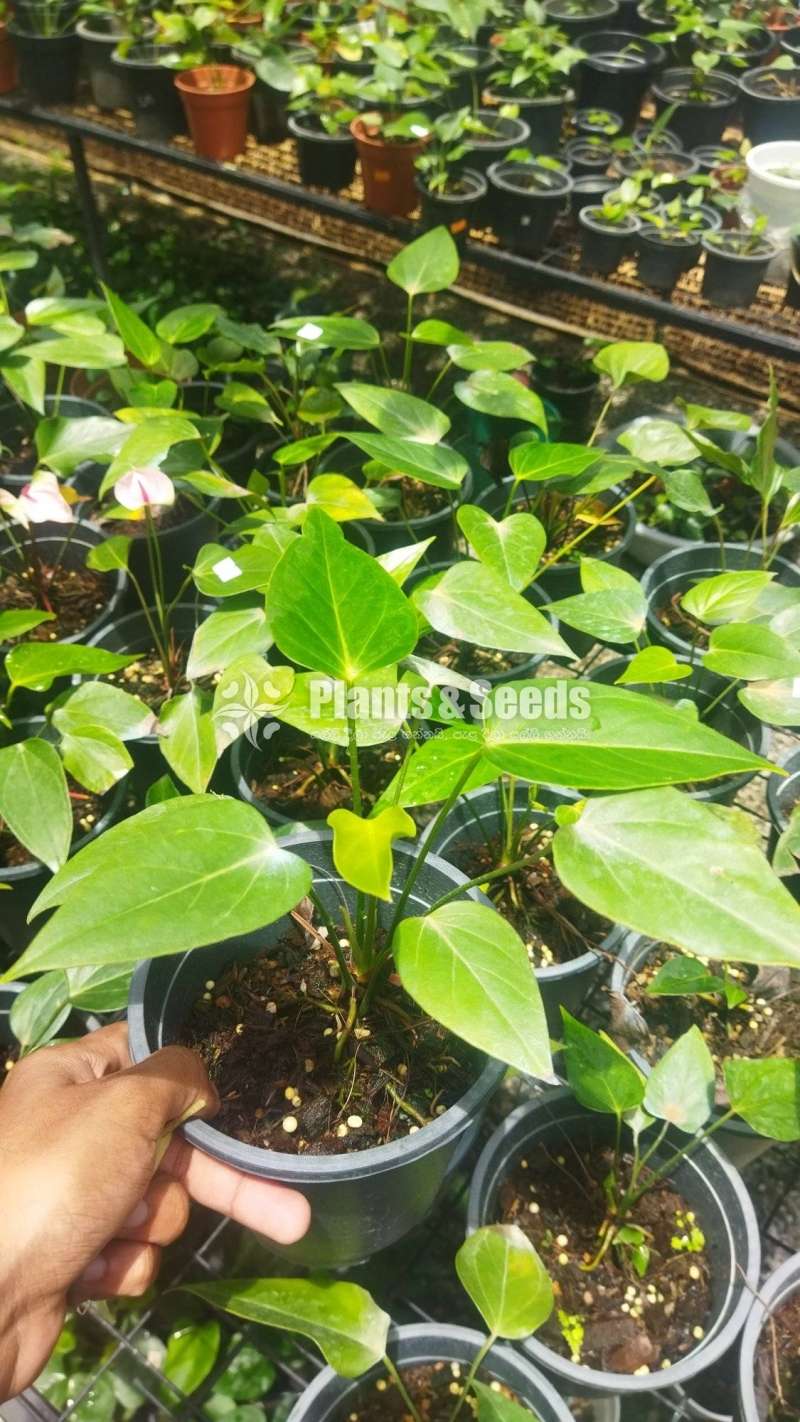 Bankok Seeds (බැංකොක් සීඩ් පැල )