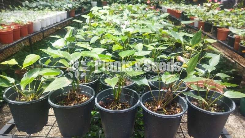 Bankok Seeds (බැංකොක් සීඩ් පැල )